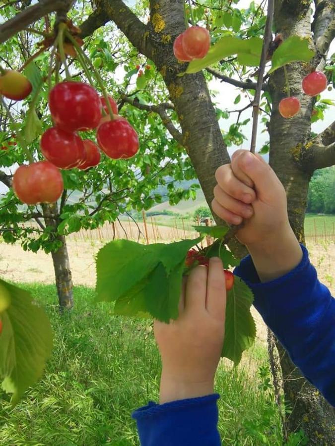 Cascina Valtignosa Camere Con Vigna Cassine Buitenkant foto