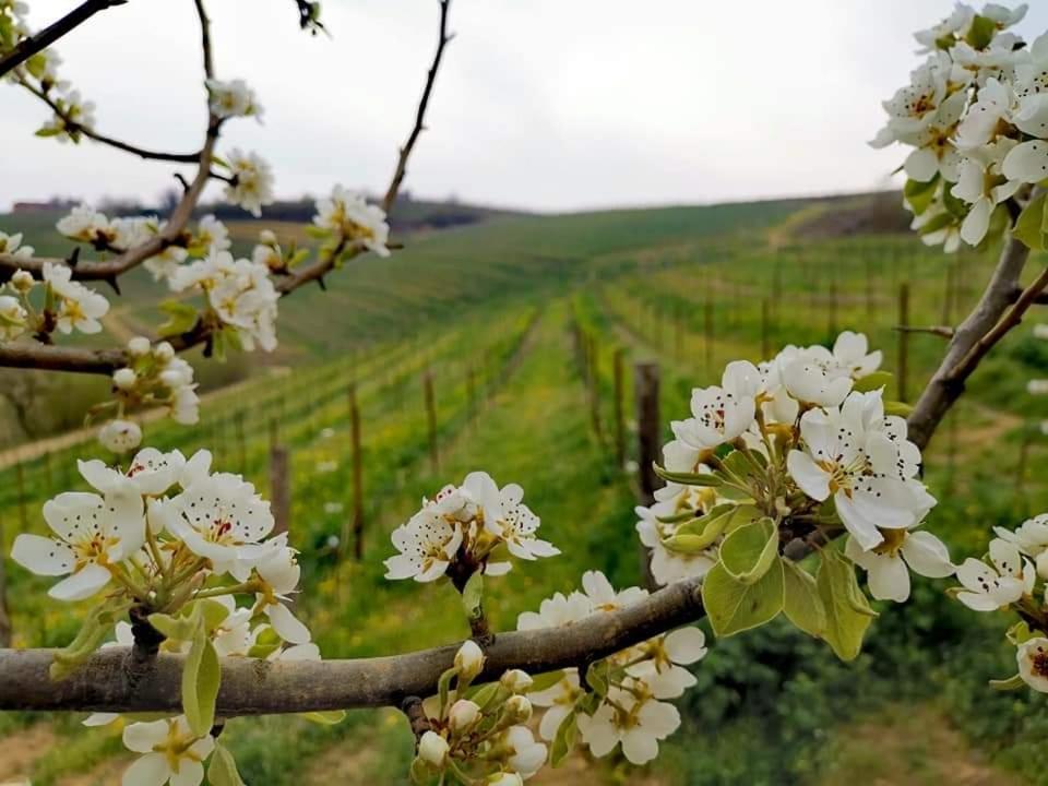 Cascina Valtignosa Camere Con Vigna Cassine Buitenkant foto